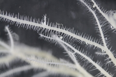 Asbestopluma