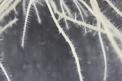 Asbestopluma