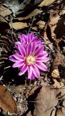 Echinofossulocactus lamellosus