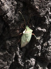Chlorocoris rufopictus