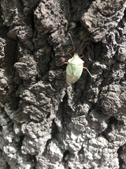 Chlorocoris rufopictus