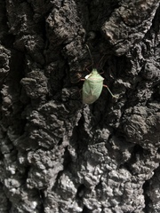 Chlorocoris rufopictus