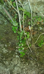 Epilobium nummulariifolium