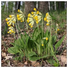 Primula veris macrocalyx