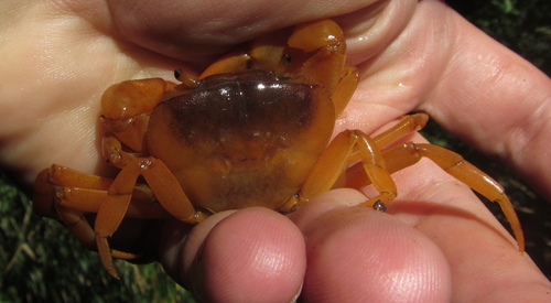Potamonautes depressus