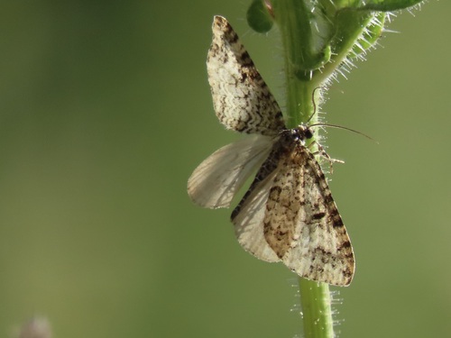 Double-banded Carpet Moth photo 5