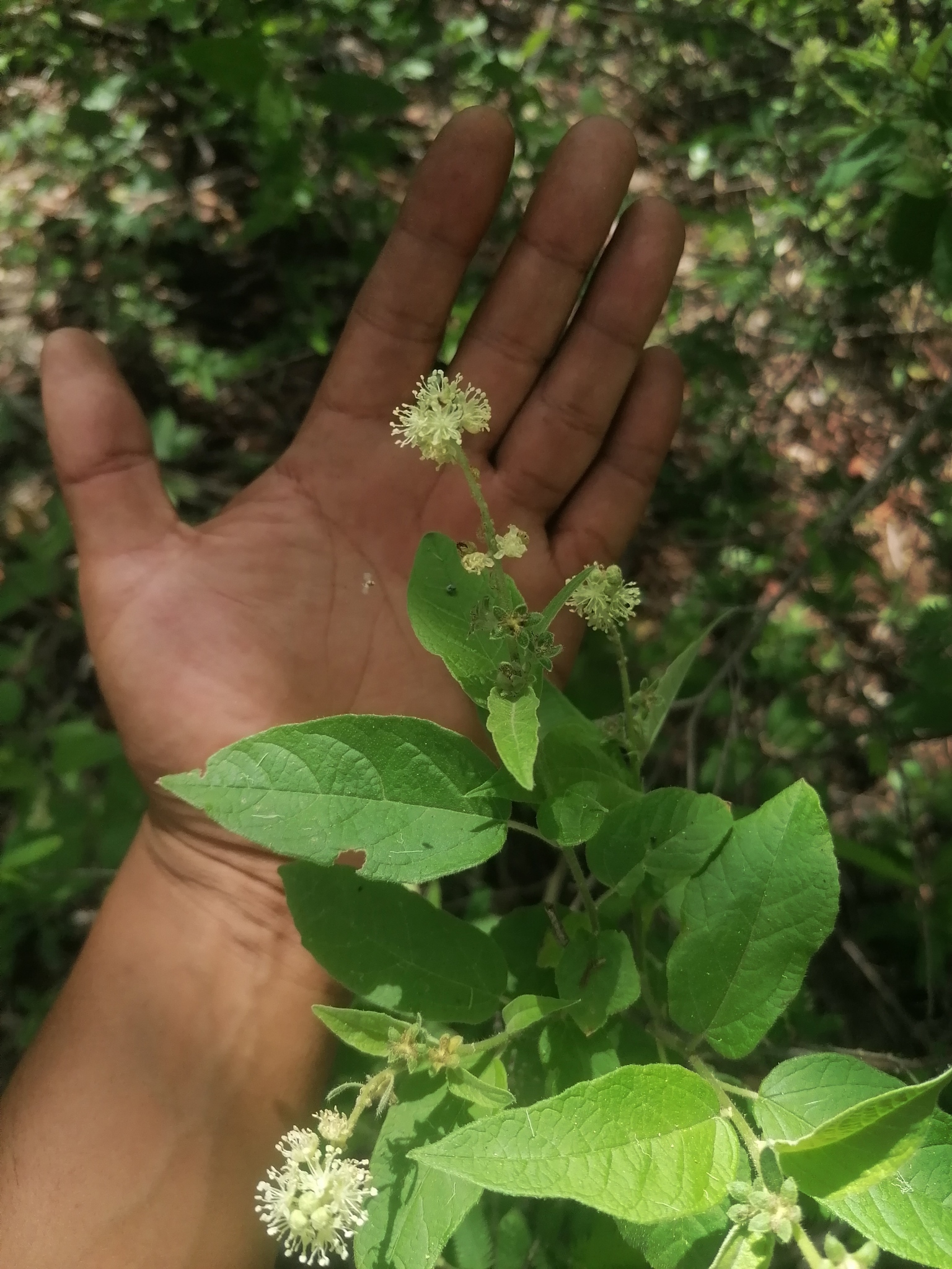 Croton anomalus