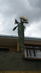 Trichocereeae