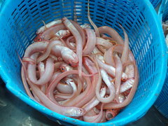 Cepola macrophthalma