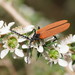 Long-nosed Lycid Beetle - Photo (c) Reiner Richter, some rights reserved (CC BY-NC-SA), uploaded by Reiner Richter