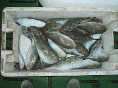 Sphoeroides pachygaster