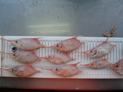 Macroramphosus scolopax