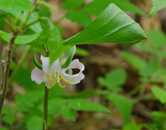 Trillium catesbaei