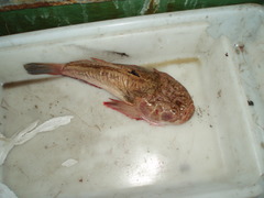 Uranoscopus scaber