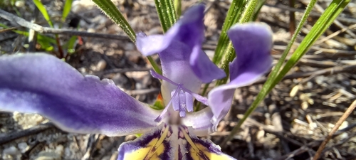 Babiana ambigua