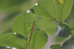 Tithonophasma tithonus