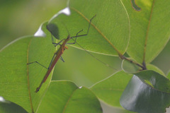 Tithonophasma tithonus