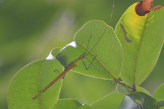 Tithonophasma tithonus