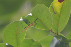 Tithonophasma tithonus