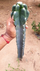 Cereus
