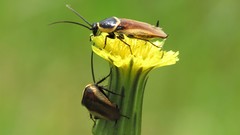 Pseudomops neglectus