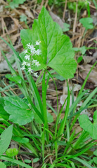 Tiarella cordifolia