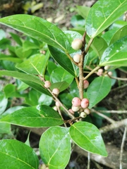Ficus colubrinae image