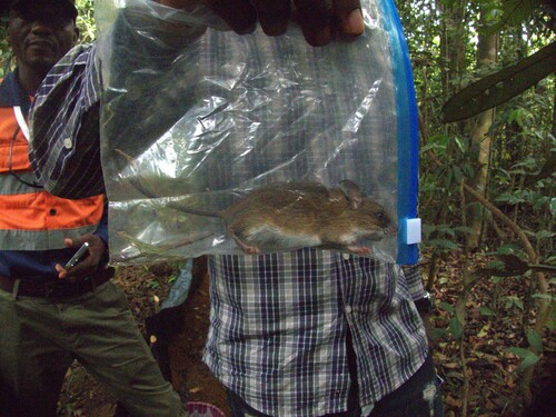 Flat-nosed Wood Mouse (Hylomyscus simus) — Data Deficient Mammalia