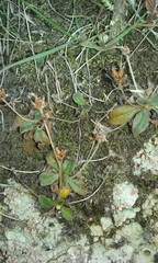 Plantago spathulata
