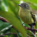 Gray-crowned Flatbill - Photo (c) Phil Kahler, some rights reserved (CC BY-NC), uploaded by Phil Kahler