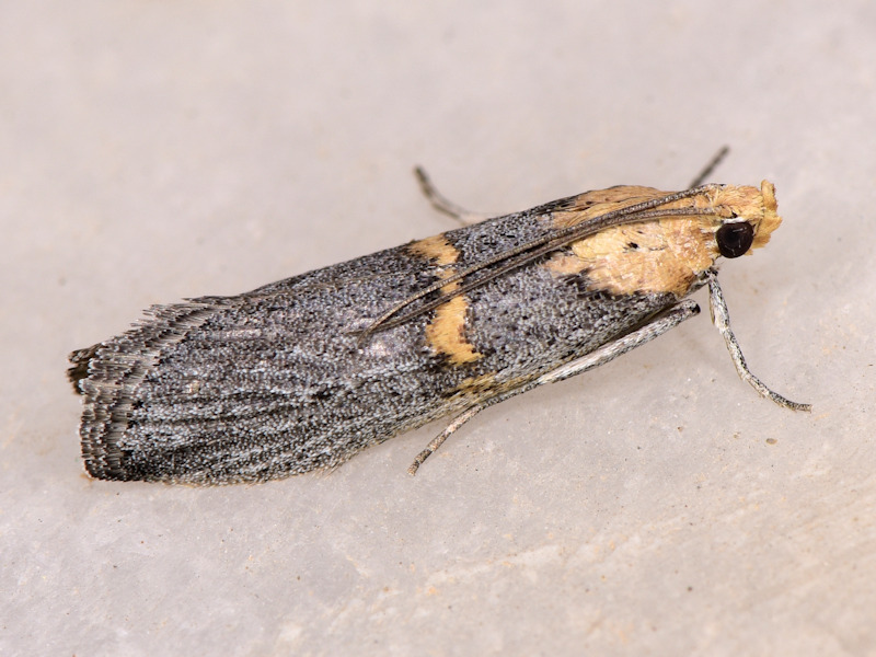 Oxybia transversella