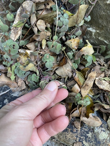Plectranthus purpuratus, photograph 3