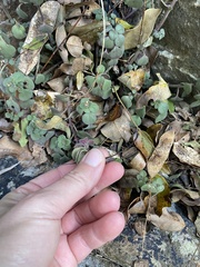Plectranthus purpuratus, photograph (c) Sunčana Bradley, some rights reserved (CC BY)