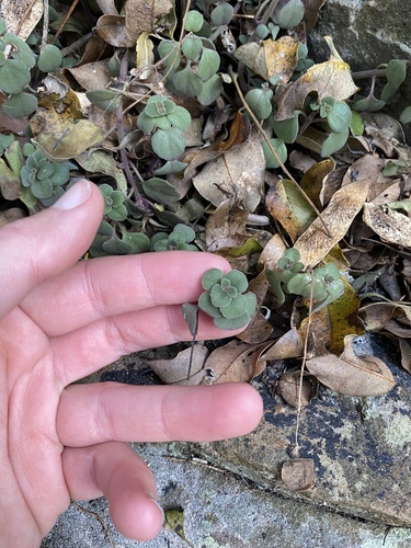 Plectranthus purpuratus, photograph 5