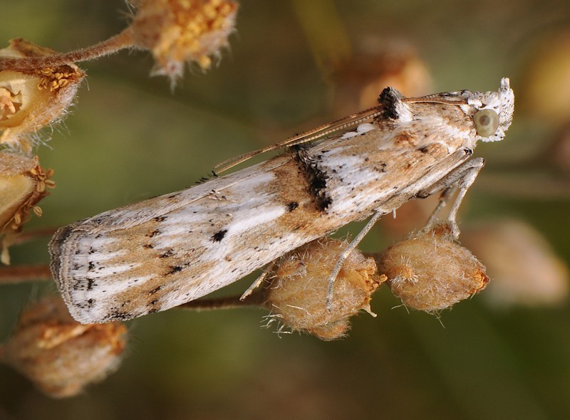 Pempelia alpigenella