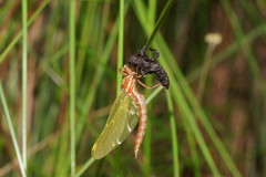 Archaeosynthemis orientalis
