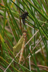 Archaeosynthemis orientalis