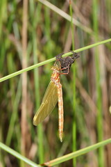 Archaeosynthemis orientalis