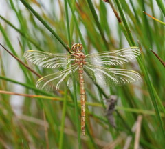 Archaeosynthemis orientalis
