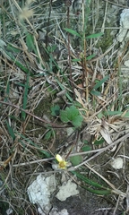 Ranunculus multiscapus