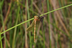 Archaeosynthemis orientalis