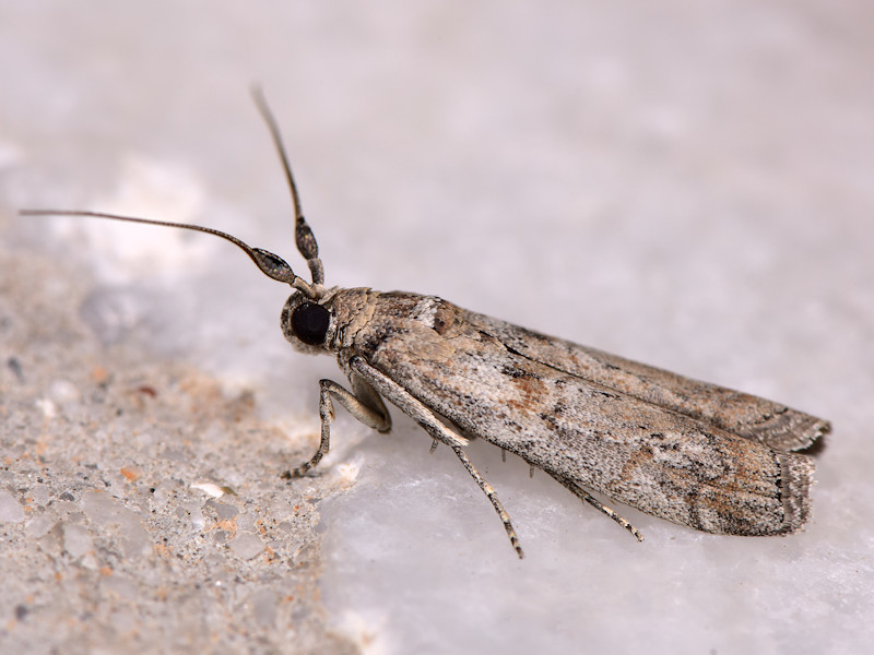 Phycita poteriella