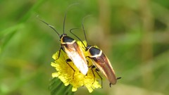 Pseudomops neglectus