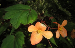 Begonia sutherlandii