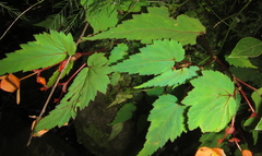 Begonia sutherlandii