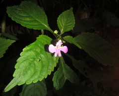 Impatiens hochstetteri