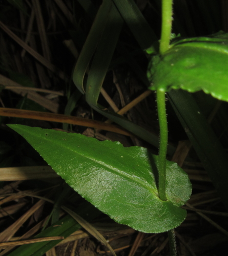 Image of Disperis fanniniae by (c) Robert Taylor, some rights reserved (CC BY)
