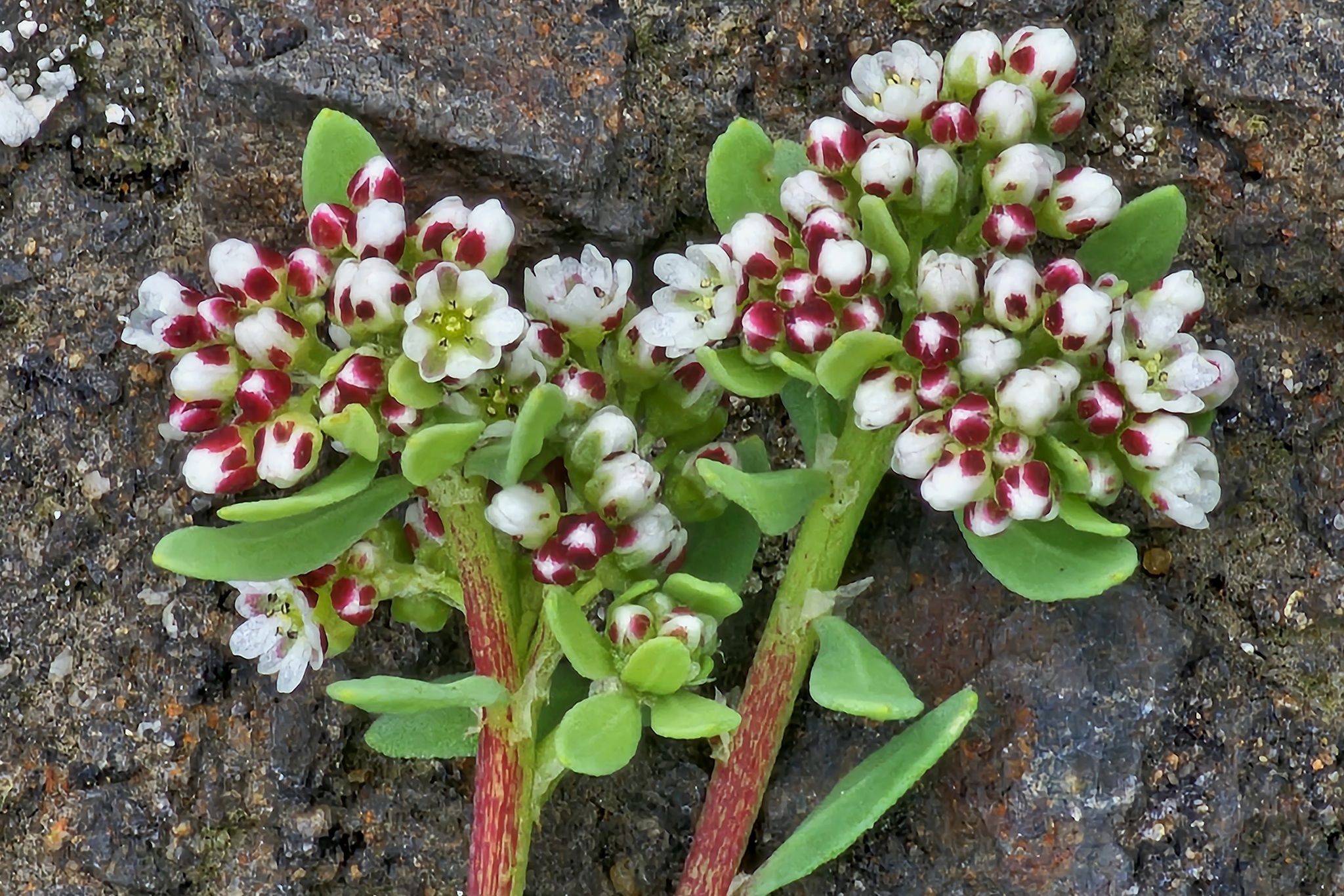 Corrigiola