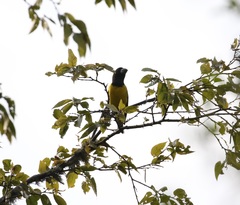 Mycerobas melanozanthos
