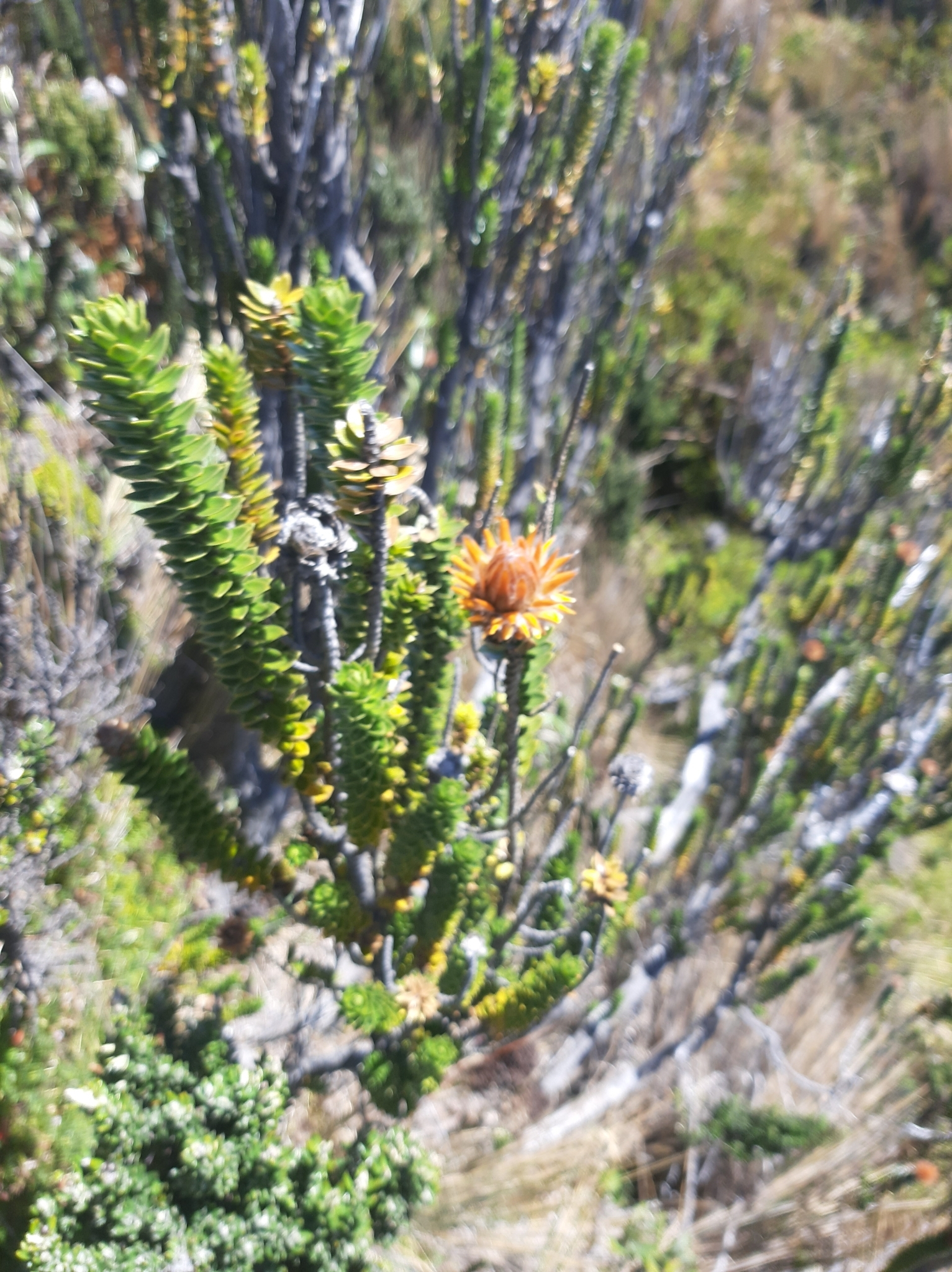 Chuquiraga jussieui image